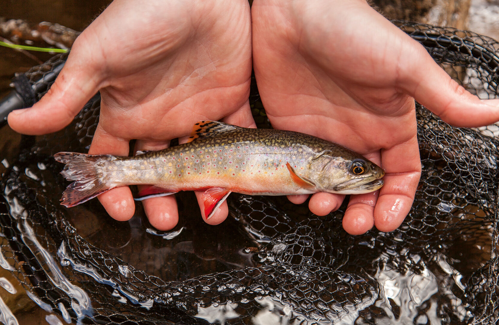 Brook trout